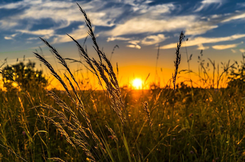 Propozycja współpracy dla rolników